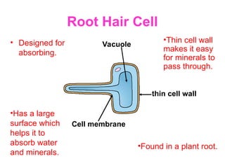 Root Hair Cell
• Designed for
absorbing.
•Thin cell wall
makes it easy
for minerals to
pass through.
•Has a large
surface which
helps it to
absorb water
and minerals.
•Found in a plant root.
Vacuole
Cell membrane
thin cell wall
 
