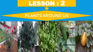 PLANTS AROUND US
LESSON : 2
 