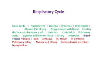 Fdc Rrt Comprehensive Radiological Anatomy of the Respiratory System: Structure ...
