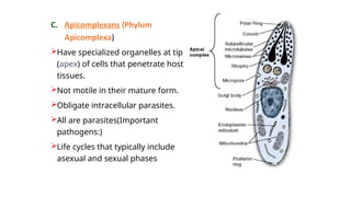 Lesson about Protozoan, Biology course for 1styear | PPTX