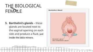 Lesson-3-Anatomy-and-Physiology-of-Reproduction.pptx