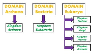 DOMAIN
Bacteria
DOMAIN
Archaea
DOMAIN
Eukarya
Kingdom
Archaea
Kingdom
Eubacteria
Kingdom
Protista
Kingdom
Fungi
Kingdom
Plantea
Kingdom
Animalia
 