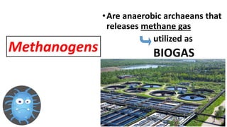 •Are anaerobic archaeans that
releases methane gas
utilized as
BIOGAS
Methanogens
 