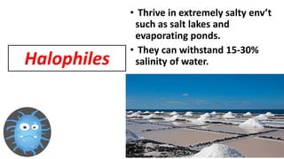 • Thrive in extremely salty env’t
such as salt lakes and
evaporating ponds.
• They can withstand 15-30%
salinity of water.
Halophiles
 