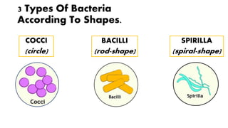 3 Types Of Bacteria
According To Shapes.
COCCI
(circle)
BACILLI
(rod-shape)
SPIRILLA
(spiral-shape)
 