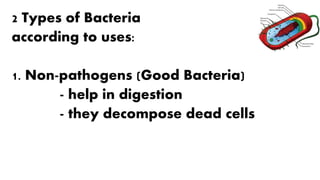 2 Types of Bacteria
according to uses:
1. Non-pathogens (Good Bacteria)
- help in digestion
- they decompose dead cells
 