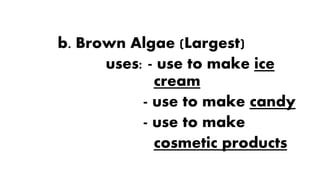 b. Brown Algae (Largest)
uses: - use to make ice
cream
- use to make candy
- use to make
cosmetic products
 