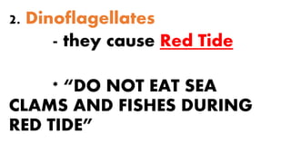 2. Dinoflagellates
- they cause Red Tide
* “DO NOT EAT SEA
CLAMS AND FISHES DURING
RED TIDE”
 