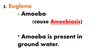 3. Euglena
- Amoeba
(cause Amoebiasis)
* Amoeba is present in
ground water.
 