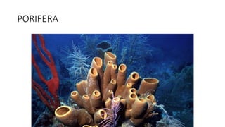 PORIFERA
 