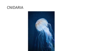 CNIDARIA
 