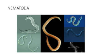 NEMATODA
 
