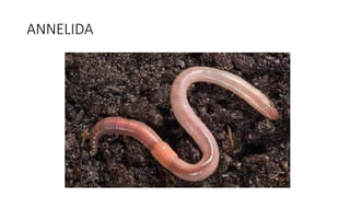 ANNELIDA
 