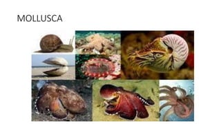 MOLLUSCA
 