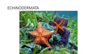ECHINODERMATA
 