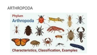 ARTHROPODA
 