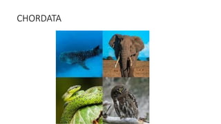 CHORDATA
 