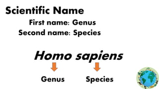 Scientific Name
First name: Genus
Second name: Species
Homo sapiens
Genus Species
 