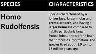 SPECIES CHARACTERISTICS
Homo
Rudolfensis
Species characterized by a
longer face, larger molar and
premolar teeth, and having a
larger braincase compared to
habilis particularly larger
frontal lobes, areas of the brain
that processes information. The
species lived about 1.9 ton to
18 million years ago.
 