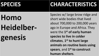SPECIES CHARACTERISTICS
Homo
Heidelber-
genesis
Species w/ large brow ridge and
short wide bodies that lived
about 700,000 to 200,000 years
ago in Europe and Africa. They
were the 1st of early human
species to live in colder
climates, 1st to hunt large
animals on routine basis using
spears, and 1st to construct
human shelters.
 