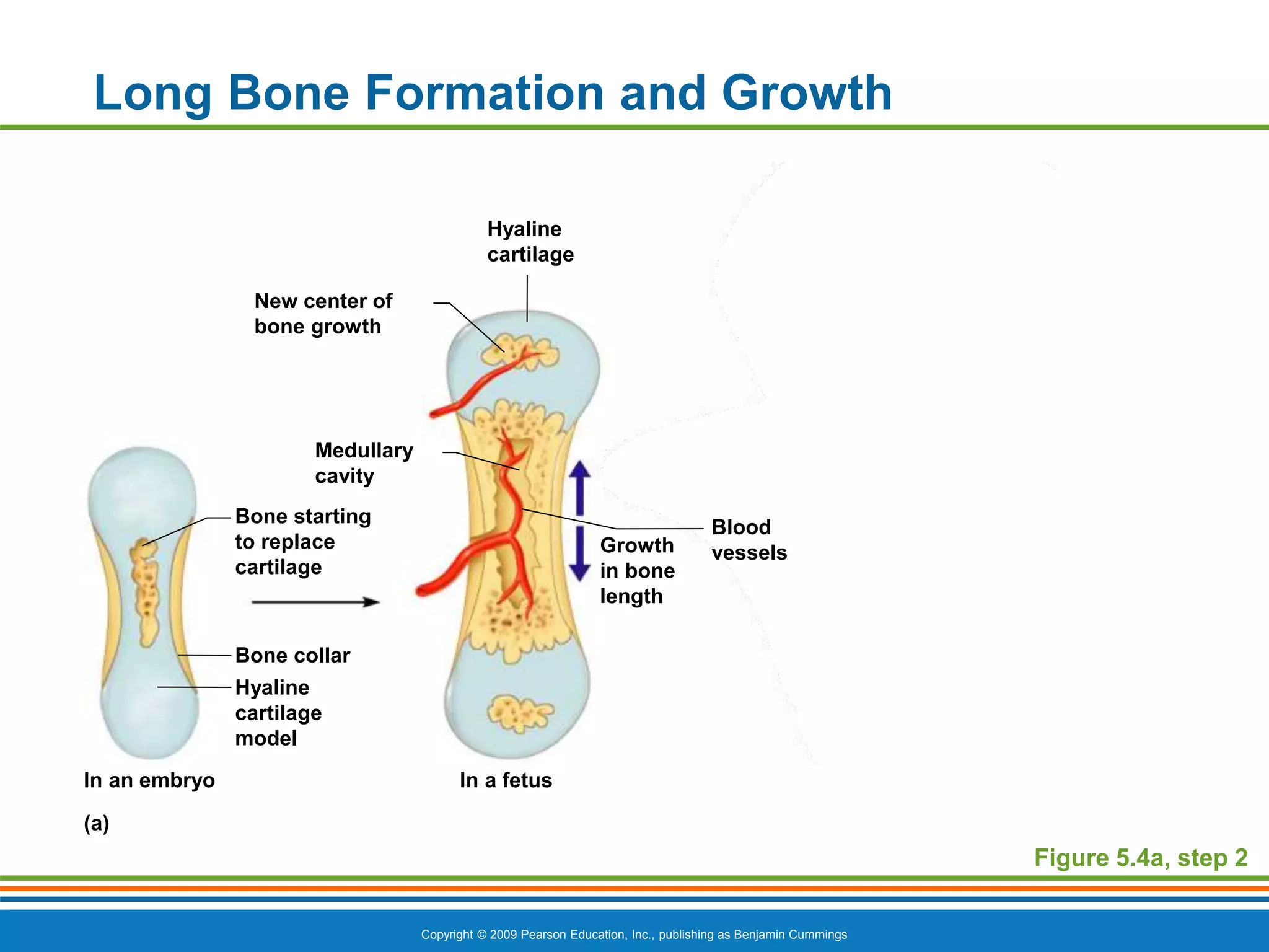 Lesson-4.-Skeletal-System.ppt