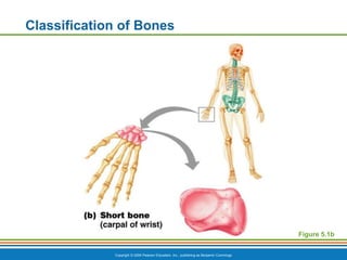 Lesson-4.-Skeletal-System.ppt