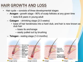 Hair Process Lesson-4.-Integumentary-System (1).pdfsd | PDF