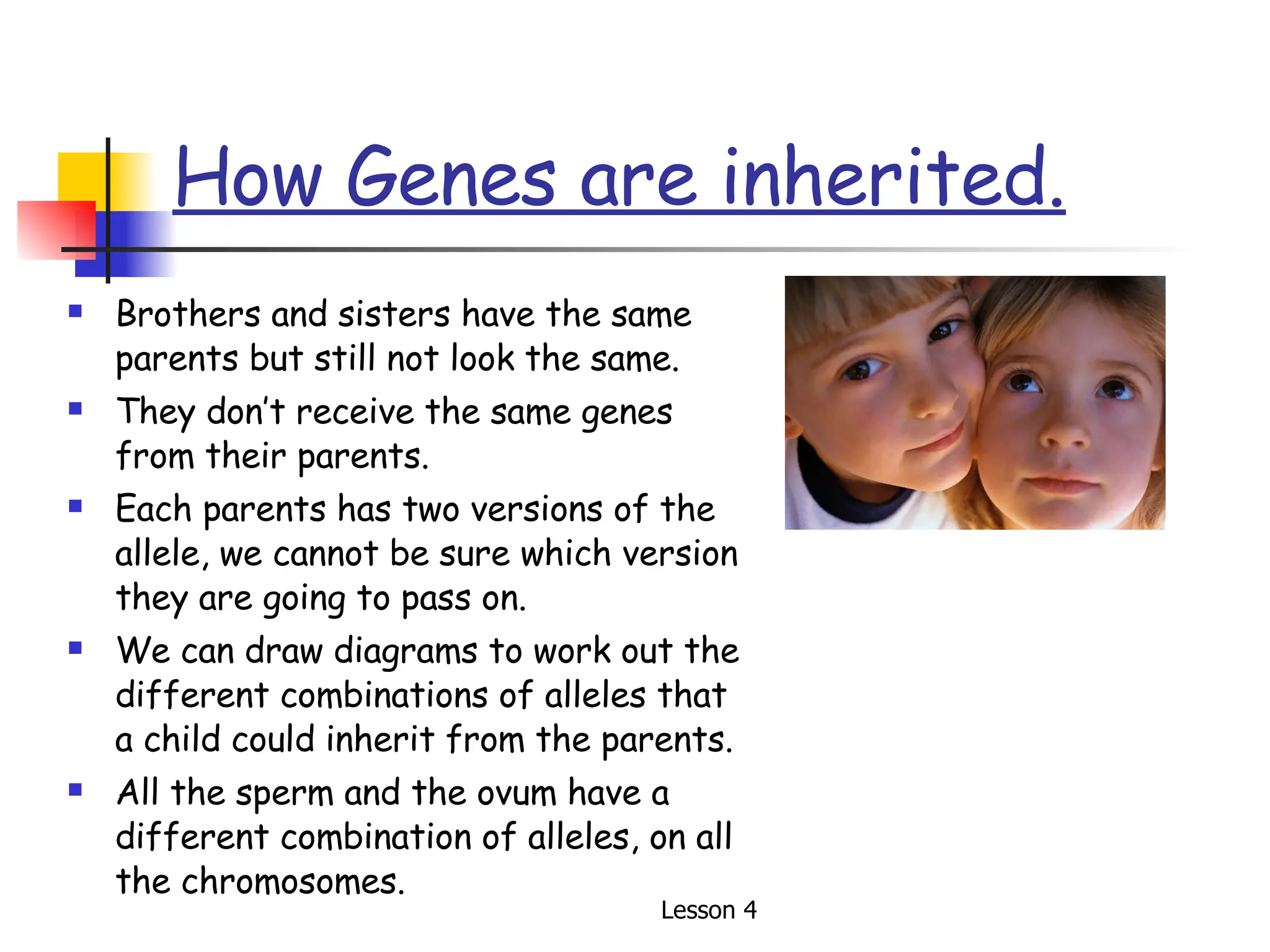 How Genes are inherited. Brothers and sisters have the same parents but still not look the same. They don’t receive the same genes from their parents. Each parents has two versions of the allele, we cannot be sure which version they are going to pass on. We can draw diagrams to work out the different combinations of alleles that a child could inherit from the parents. All the sperm and the ovum have a different combination of alleles, on all the chromosomes. 