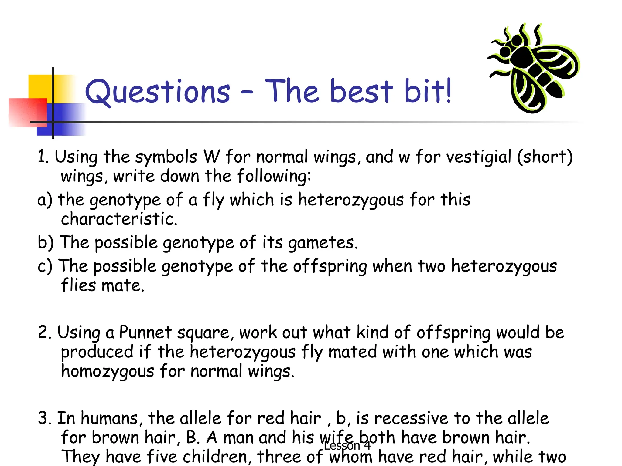 Questions – The best bit! 1. Using the symbols W for normal wings, and w for vestigial (short) wings, write down the following: a) the genotype of a fly which is heterozygous for this characteristic. b) The possible genotype of its gametes. c) The possible genotype of the offspring when two heterozygous flies mate. 2. Using a Punnet square, work out what kind of offspring would be produced if the heterozygous fly mated with one which was homozygous for normal wings. 3. In humans, the allele for red hair , b, is recessive to the allele for brown hair, B. A man and his wife both have brown hair. They have five children, three of whom have red hair, while two have brown hair. Explain how this may happen. 