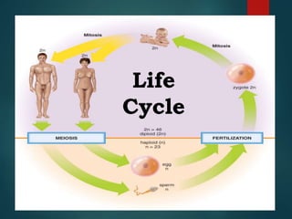Life
Cycle
 