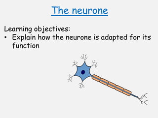 The neurone
Learning objectives:
• Explain how the neurone is adapted for its
function
 