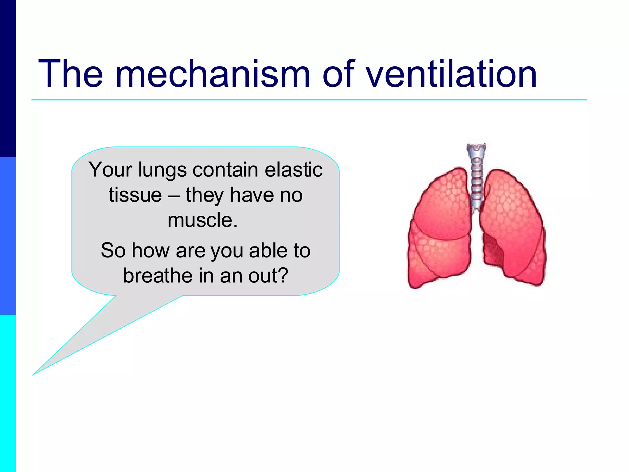 The mechanism of ventilation Your lungs contain elastic tissue – they have no muscle.  So how are you able to breathe in an out? 