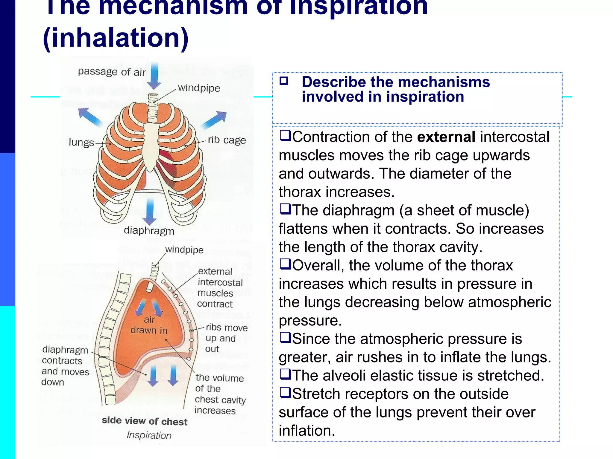 The mechanism of Inspiration (inhalation) Describe the mechanisms involved in inspiration Contraction of the  external  intercostal muscles moves the rib cage upwards and outwards. The diameter of the thorax increases. The diaphragm (a sheet of muscle) flattens when it contracts. So increases the length of the thorax cavity. Overall, the volume of the thorax increases which results in pressure in the lungs decreasing below atmospheric pressure. Since the atmospheric pressure is greater, air rushes in to inflate the lungs. The alveoli elastic tissue is stretched. Stretch receptors on the outside surface of the lungs prevent their over inflation. 