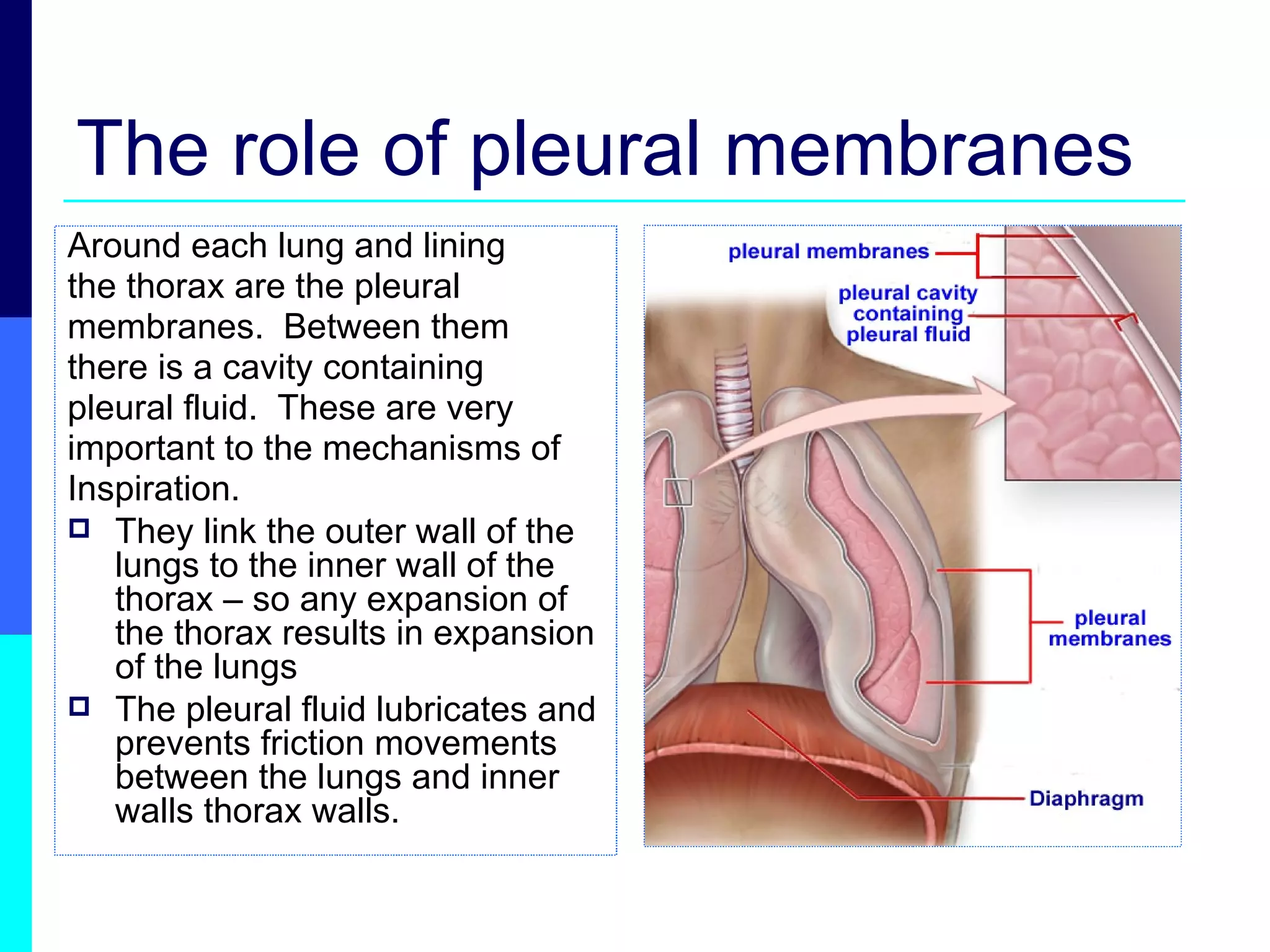 The role of pleural membranes Around each lung and lining  the thorax are the pleural  membranes.  Between them  there is a cavity containing  pleural fluid.  These are very  important to the mechanisms of  Inspiration. They link the outer wall of the lungs to the inner wall of the thorax – so any expansion of the thorax results in expansion of the lungs The pleural fluid lubricates and prevents friction movements between the lungs and inner walls thorax walls. 