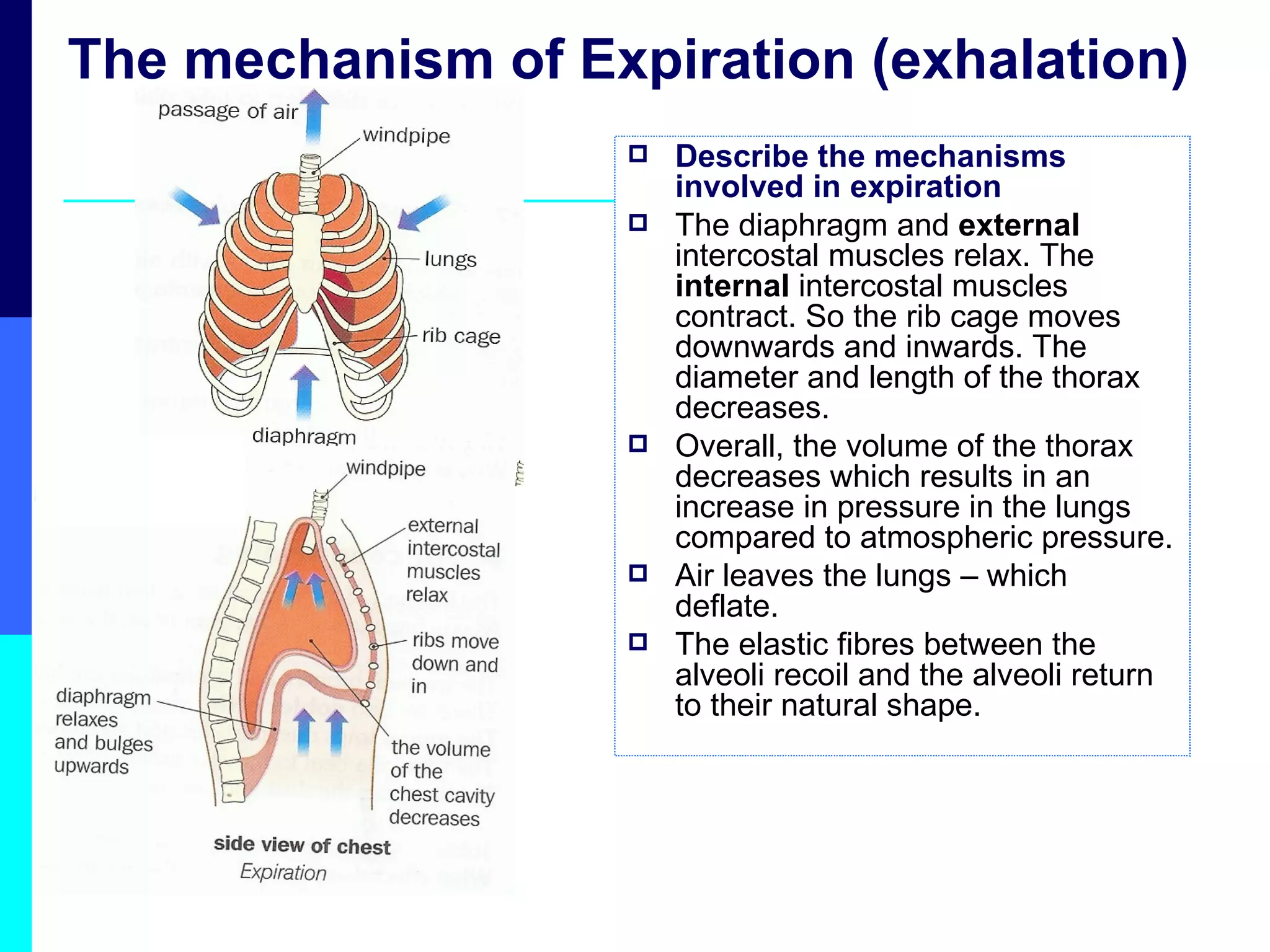 The mechanism of Expiration (exhalation) Describe the mechanisms involved in expiration The diaphragm and  external  intercostal muscles relax. The  internal  intercostal muscles contract. So the rib cage moves downwards and inwards. The diameter and length of the thorax decreases. Overall, the volume of the thorax decreases which results in an increase in pressure in the lungs compared to atmospheric pressure. Air leaves the lungs – which deflate. The elastic fibres between the alveoli recoil and the alveoli return to their natural shape. 