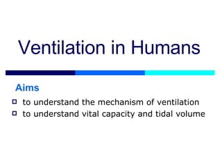 Ventilation in Humans ,[object Object],[object Object],Aims 