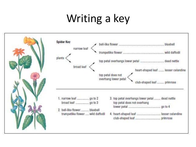 Lesson 6 making biological drawings &amp; using keys