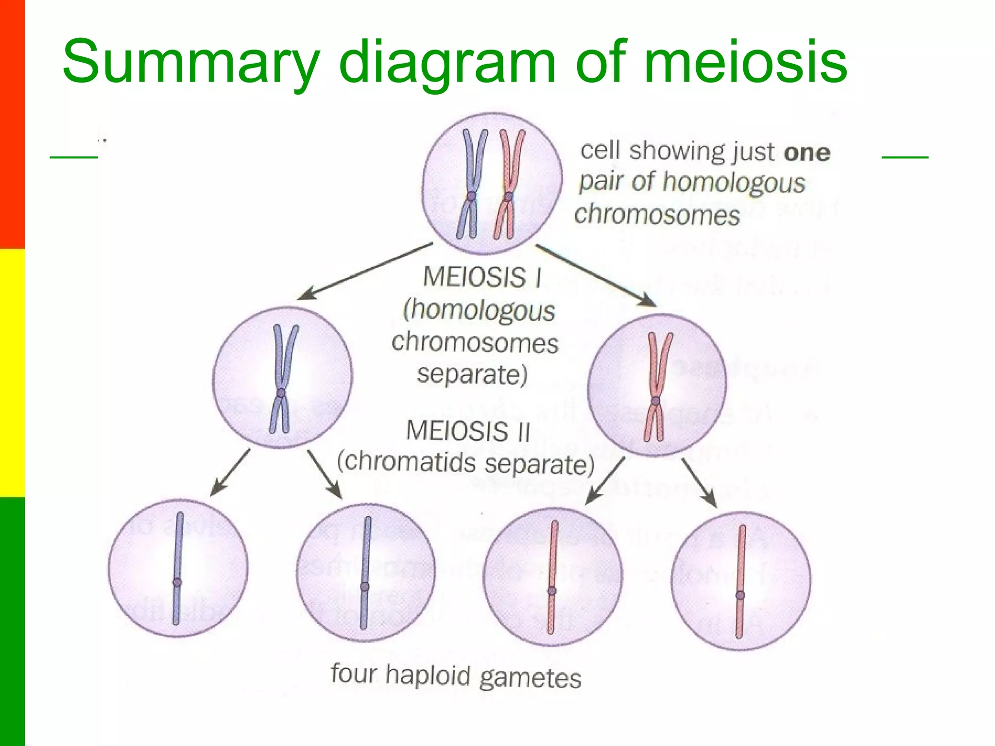 Lesson 6a The Stages Of Meiosis | PPT