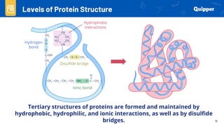 Protein Lesson General Biology lesson about PROTEINS.pdf