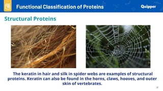 Spider Roteils General Biology lesson about PROTEINS.pdf