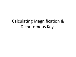 Calculating Magnification &
Dichotomous Keys
 