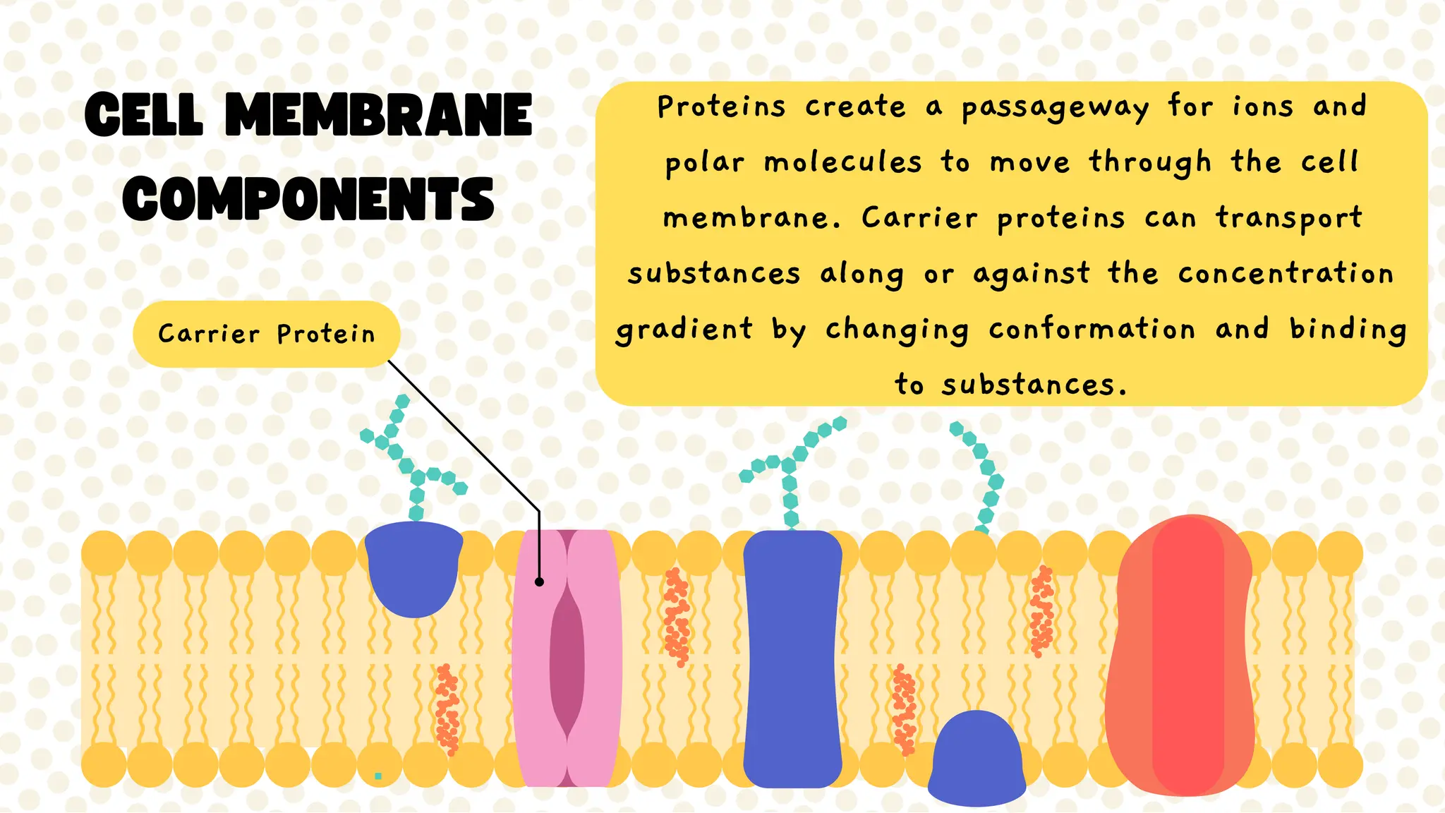 Lesson-7-Cell-membrane-structure for G11 | PDF
