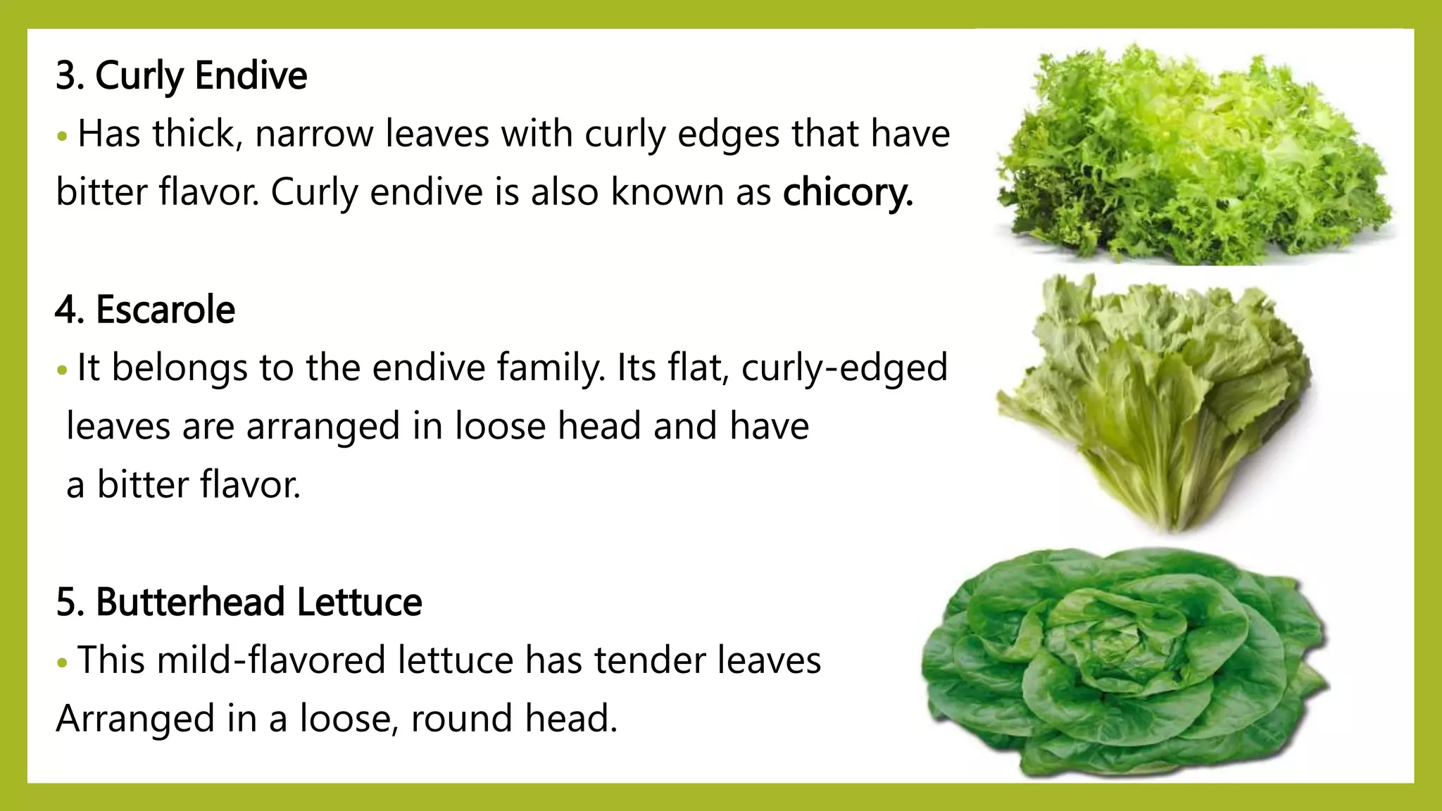 3. Curly Endive
• Has thick, narrow leaves with curly edges that have
bitter flavor. Curly endive is also known as chicory.
4. Escarole
• It belongs to the endive family. Its flat, curly-edged
leaves are arranged in loose head and have
a bitter flavor.
5. Butterhead Lettuce
• This mild-flavored lettuce has tender leaves
Arranged in a loose, round head.
 