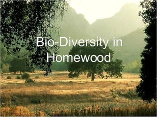 Bio-Diversity in Homewood 