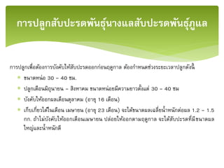 การปลูกเพื่อต้องการบังคับให้สับปะรดออกก่อนฤดูกาล ต้องกาหนดช่วงระยะเวลาปลูกดังนี้
 ขนาดหน่อ 30 – 40 ซม.
 ปลูกเดือนมิถุนายน – สิงหาคม ขนาดหน่อยมีความยาวตั้งแต่ 30 – 40 ซม
 บังคับให้ออกผลเดือนตุลาคม (อายุ 16 เดือน)
 เก็บเกี่ยวได้ในเดือน เมษายน (อายุ 23 เดือน) จะได้ขนาดผลเฉลี่ยน้าหนักต่อผล 1.2 – 1.5
กก. ถ้าไม่บังคับให้ออกเดือนเมษายน ปล่อยให้ออกตามฤดูกาล จะได้สับปะรดที่มีขนาดผล
ใหญ่และน้าหนักดี
การปลูกสับปะรดพันธุ์นางแลสับปะรดพันธุ์ภููแล
 