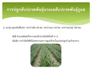 2. แถวคู่ ปลูกสลับฟันปลา ระหว่างต้น 40 ซม. ระหว่างแถว 50 ซม. ระหว่างแถวคู่ 100 ซม.
ข้อดี จานวนต้นต่อไร่มากและสับปะรดไม่ล้มในปี 2-3
ข้อเสีย การกาจัดวัชพืชไม่สะดวกและการดูแลรักษาในแปลงปลูกบารุงรักษายาก
การปลูกสับปะรดพันธุ์นางแลสับปะรดพันธุ์ภููแล
 