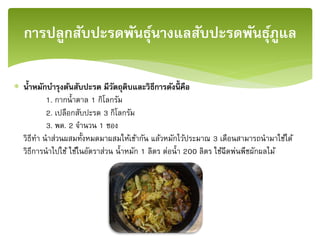  น้าหมักบารุงต้นสับปะรด มีวัตถุดิบและวิธีการดังนี้ คือ
1. กากน้าตาล 1 กิโลกรัม
2. เปลือกสับปะรด 3 กิโลกรัม
3. พด. 2 จานวน 1 ซอง
วิธีทา นาส่วนผสมทั้งหมดมาผสมให้เข้ากัน แล้วหมักไว้ประมาณ 3 เดือนสามารถนามาใช้ได้
วิธีการนาไปใช้ ใช้ในอัตราส่วน น้าหมัก 1 ลิตร ต่อน้า 200 ลิตร ใช้ฉีดพ่นพืชผักผลไม้
การปลูกสับปะรดพันธุ์นางแลสับปะรดพันธุ์ภููแล
 