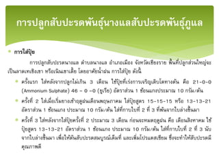  การใส่ปุ๋ ย
การปลูกสับปะรดนางแล ตาบลนางแล อาเภอเมือง จังหวัดเชียงราย พื้นที่ปลูกส่วนใหญ่จะ
เป็นลาดเทเชิงเขา หรือเนินเขาเตี้ย โดยอาศัยน้าฝน การใส่ปุ๋ ย ดังนี้
 ครั้งแรก ใส่หลังจากปลูกไม่เกิน 3 เดือน ใช้ปุ๋ ยที่เร่งการเจริญเติบโตทางต้น คือ 21-0-0
(Ammonium Sulphate) 46 – 0 –0 (ยูเรีย) อัตราส่วน 1 ช้อนแกงประมาณ 10 กรัม/ต้น
 ครั้งที่ 2 ใส่เมื่อเริ่มยางเข้าฤดูฝนเดือนพฤษภาคม ใส่ปุ๋ ยสูตร 15-15-15 หรือ 13-13-21
อัตราส่วน 1 ช้อนแกง ประมาณ 10 กรัม/ต้น ใส่ที่กาบใบที่ 2 ที่ 3 ที่พ้นจากใบล่างขึ้นมา
 ครั้งที่ 3 ใส่หลังจากใส่ปุ๋ ยครั้งที่ 2 ประมาณ 3 เดือน ก่อนจะหมดฤดูฝน คือ เดือนสิงหาคม ใช้
ปุ๋ ยสูตร 13-13-21 อัตราส่วน 1 ช้อนแกง ประมาณ 10 กรัม/ต้น ใส่ที่กาบใบที่ 2 ที่ 3 นับ
จากใบล่างขึ้นมา เพื่อให้ต้นสับปะรดสมบูรณ์เต็มที่ และเพิ่มโปรแตสเซียม ซึ่งจะทาให้สับปะรดมี
คุณภาพดี
การปลูกสับปะรดพันธุ์นางแลสับปะรดพันธุ์ภููแล
 