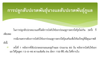 ในการปลูกสับปะรดนางแลที่ไม่มีการบังคับให้ออกก่อนฤดูกาลควรใส่ปุ๋ ยไม่เกิน 3ครั้ง ก็
เพียงพอ
กรณีเกษตรกรต้องการบังคับให้ออกก่อนฤดูกาลควรใส่ปุ๋ ยเสริมเพื่อให้ผลใหญ่ที่มีคุณภาพดี
ดังนี้
 ครั้งที่ 1 หลังจากที่สับปะรดออกผลและชูก้านผล ประมาณ 60 วัน หลังจากบังคับให้ออก
ผล ใช้ปุ๋ ยสูตร 13-0-46 ความเข้มข้น 5% อัตรา 150 ซีซี./ต้น ใส่ที่กาบใบ
การปลูกสับปะรดพันธุ์นางแลสับปะรดพันธุ์ภููแล
 