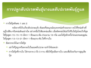  การใส่ปุ๋ ยต้นตอ 1 และ 2
หลังจากที่เก็บเกี่ยวสับปะรดแล้ว ต้นตอที่สมบูรณ์จะแทงหน่อข้างออกมา คงไว้ที่หน่อข้างที่
อยู่ใกล้ดิน หรือหน่อดินอย่างใด อย่างหนึ่งไว้เพียงหน่อเดียว เมื่อคัดหน่อได้แล้วให้รีบใส่ปุ๋ ยโดยเร็วที่สุด
ใช้ปุ๋ ยสูตร 15-15-15 อัตรา 1 ช้อนแกง/ต้น ประมาณ 10 กรัม และใส่ปุ๋ ยอีกครั้งก่อนจะหมดฤดูฝน
ใส่ปุ๋ ยสูตร 13-13-21 อัตรา 1 ช้อนแกง/ต้น ใส่ที่กาบใบ
 ข้อควรระวังในการใส่ปุ๋ ย
 อย่าให้ปุ๋ ยถูกหรือตกลงไปในยอดสับปะรด จะทาให้ยอดเน่า
 การใส่ปุ๋ ยที่กาบใบ ใส่กระจาย 2 ถึง 3 กาบ เพื่อให้ปุ๋ ยเต็มกาบใบ และเพื่อป้ องกันการสูญเสีย
ปุ๋ ย
การปลูกสับปะรดพันธุ์นางแลสับปะรดพันธุ์ภููแล
 